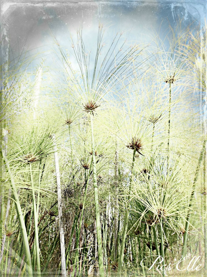 fleurs étranges