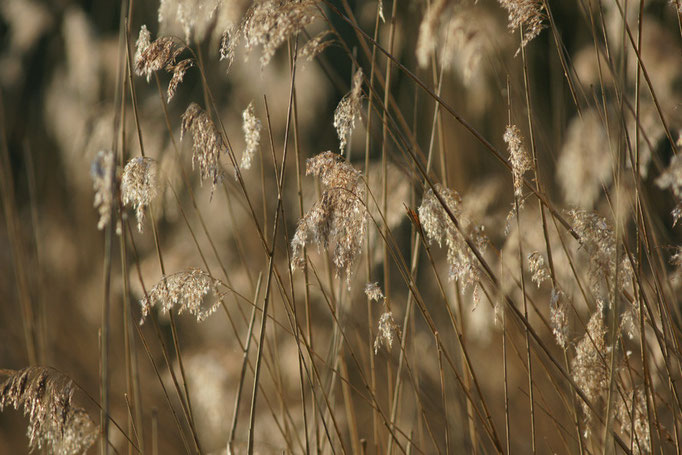 Phragmitte - flore et photo nature en Sologne ©Alexandre Roubalay - Acadiau d'images