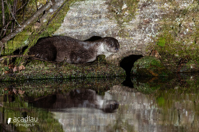 Loutre sauvage d'Europe - mammifère ©Alexandre Roubalay - Acadiau d'images