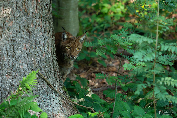 Lynx - Bayerischerwald ©Alexandre Roubalay - Acadiau d'images