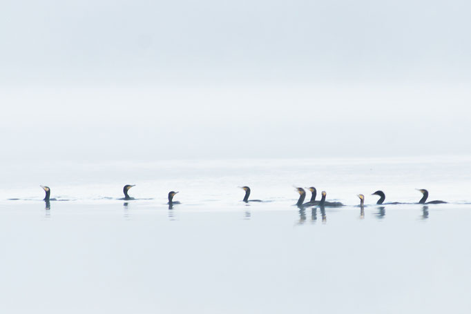 Cormoran - oiseau en Sologne - photo nature  ©Alexandre Roubalay - Acadiau d'Images
