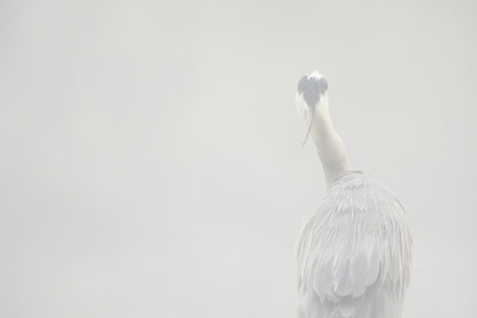 Héron cendré - oiseau en Sologn - photo nature e ©Alexandre Roubalay - Acadiau d'Images