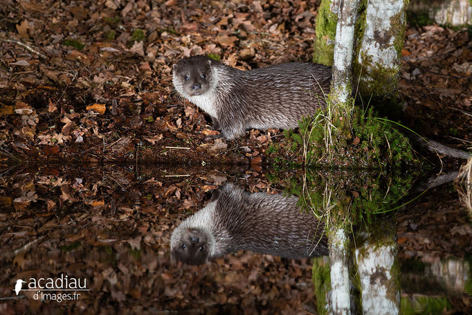 Loutre sauvage d'Europe - mammifère ©Alexandre Roubalay - Acadiau d'images