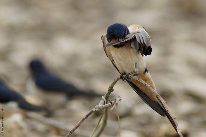 Hirondelle rustique - oiseau en Sologne - photo nature  ©Alexandre Roubalay - Acadiau d'Images