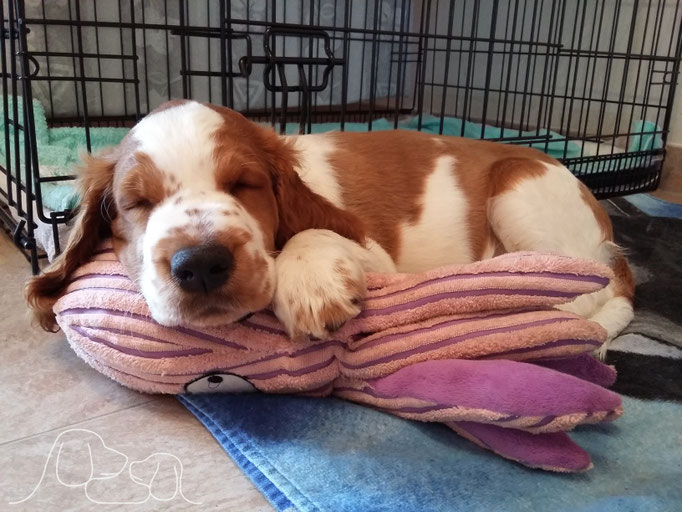 Klitzekleine Kuschelkrake