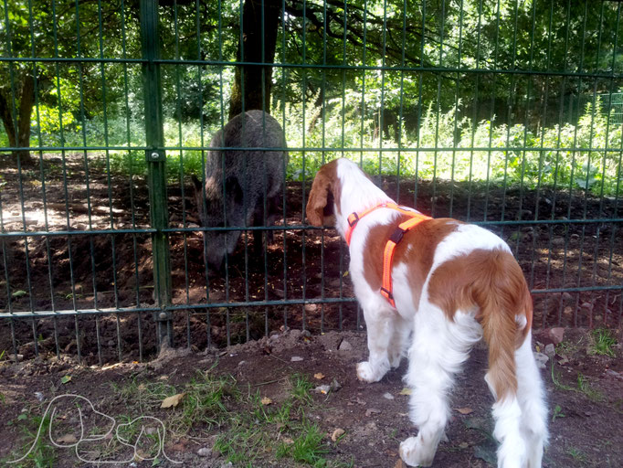 Ist das ein Schweinehund?