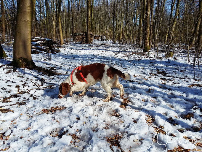 Spurensuche im Schnee