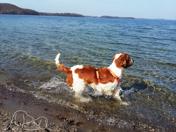 Stolper Seehund