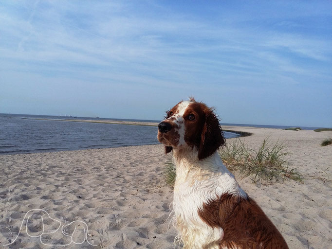 Sommer, Sonne, Strand