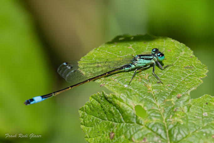 Große Pechlibelle (Ischnura elegans), m, frisch geschlüpft,  RoteListe: 8 nicht gefährdet, Bild Nr.811, Bild v. Frank Glaser (5.9.2025)