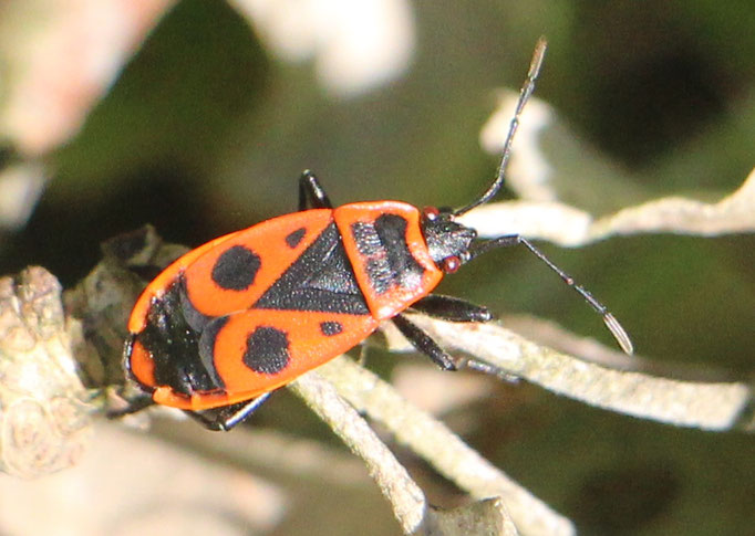 Feuerwanze (Pyrrhocoridae), Rote Liste Status: 10 noch nicht bestimmt, Bild Nr.446, Aufnahme von Nikolaus Eberhardt (10.9.2017)