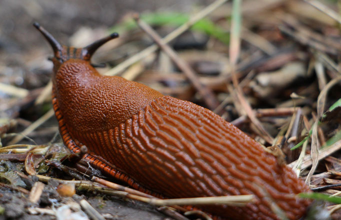 Rote Wegschnecke (Arion rufus), Rote Liste Status: 6 Arten der Vorwarnliste, Bild Nr.76, Aufnahme von Nikolaus Eberhardt (26.4.2015)