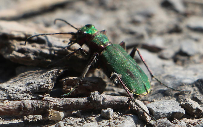 Feld-Sandlaufkäfer (Cicindela campestris), Rote Liste Status: 8 nicht gefährdet, Bild Nr.347, Aufnahme von Nikolaus Eberhardt (9.4.2017)