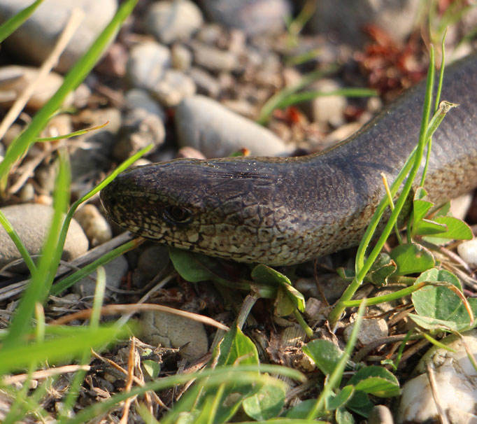 Blindschleiche (Anguis fragilis), Rote Liste Status: 8 nicht gefährdet, Bild Nr.525, Aufnahme von Nikolaus Eberhardt (5.5.2018)