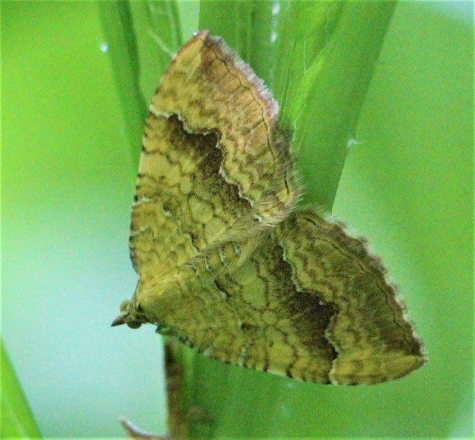 Ockergelber Blattspanner (Camptogramma bilineata), RoteListe: 8 nicht gefährdet, Bild Nr.686, Bild v. Nick E. (7.6.2020)