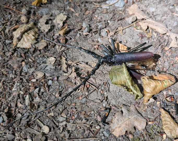 Heldbock (Cerambyx cerdo), leider tot,  RoteListe: 1 vom Aussterben bedroht, Bild Nr.806, Bild v. Michael (29.6.2025)