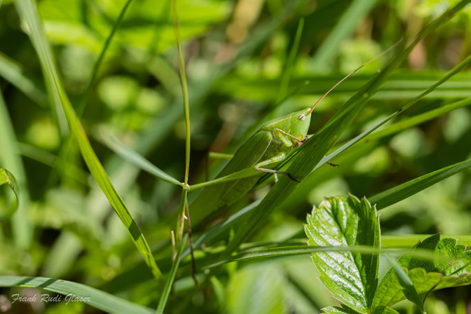 Große Schiefkopfschrecke (Ruspolia nitidula), RoteListe: 0 ausgestorben, Bild Nr.808, Bild v. Frank Glaser (10.8.2025)
