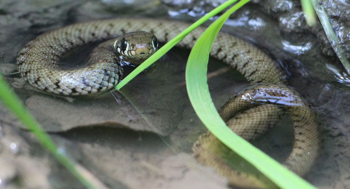 Ringelnatter (Natrix natrix), Rote Liste Status: 3 gefährdet, Bild Nr.289, Aufnahme von Nikolaus Eberhardt (26.5.2016)