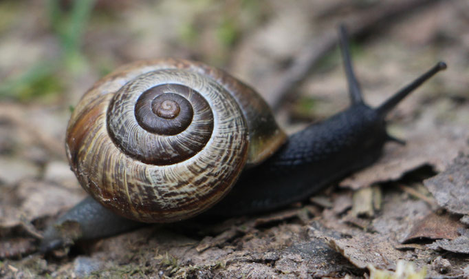 Baumschnecke (Arianta arbustorum), Rote Liste Status: 8 nicht gefährdet, Bild Nr.355, Aufnahme von Nikolaus Eberhardt (14.4.2017)