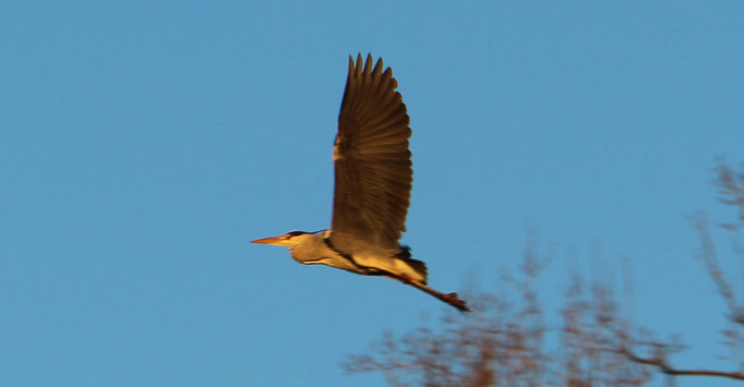 Graureiher (Ardea cinerea), Rote Liste Status: 8 nicht gefährdet, Bild Nr.185, Aufnahme von Nikolaus Eberhardt (14.12.2015)