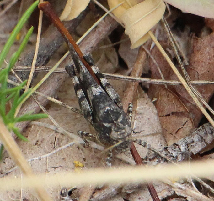 Blauflügelige_Ödlandschrecke (Oedipoda caerulescens), Farbvariante,  Rote Liste Status: 3 gefährdet, Bild Nr.637, Aufnahme von Nick E. (6.7.2019)