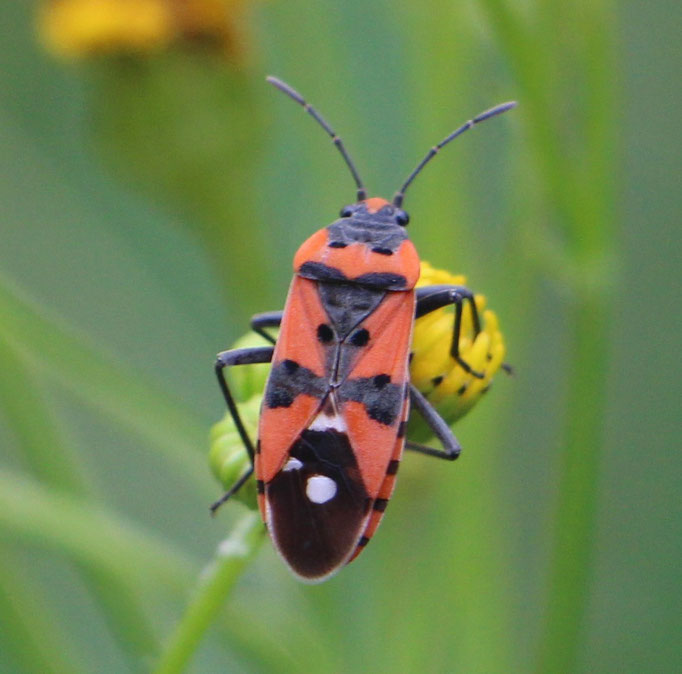 Ritterwanze (Lygaeus equestris), RoteListe: 10 noch nicht bestimmt, Bild Nr.691, Bild v. Nick E. (5.7.2020)