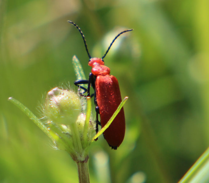 Feuerkäfer (Pyrochroidae), Rote Liste Status: 10 noch nicht bestimmt, Bild Nr.236, Aufnahme von Nikolaus Eberhardt (21.5.2017)