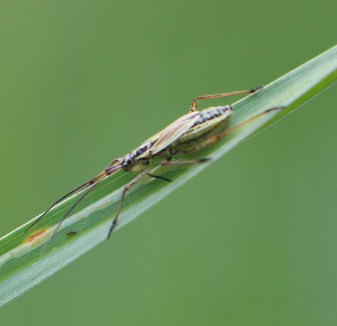 Graswanze (Stenodema laevigata), RoteListe: 10 noch nicht bestimmt, Bild Nr.801, Bild v. Nick E. (26.5.2022)