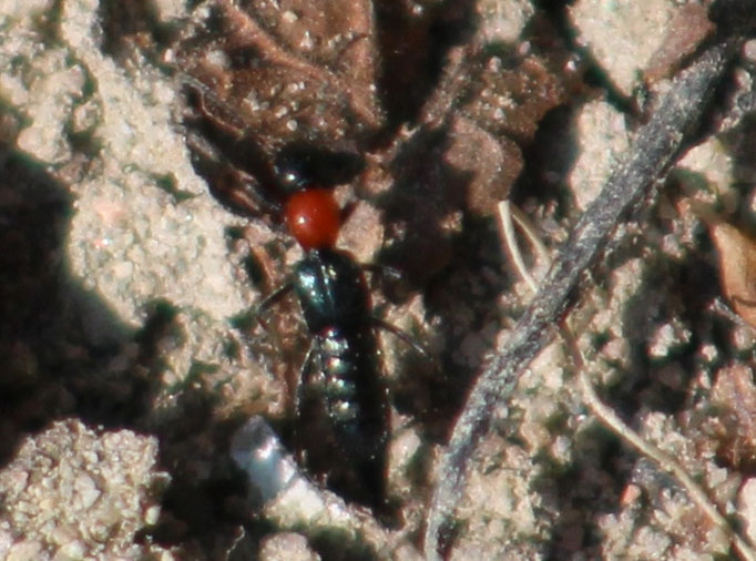 Uferkurzflügler (Paederus littoralis), Rote Liste Status: 10 noch nicht bestimmt, Bild Nr.376, Aufnahme von Nikolaus Eberhardt (23.4.2017)
