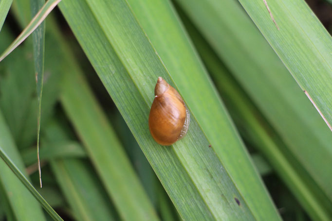 Bernsteinschnecke (Succineidae), Rote Liste Status: 10 noch nicht bestimmt, Bild Nr.200, Aufnahme von Nikolaus Eberhardt (9.8.2015)