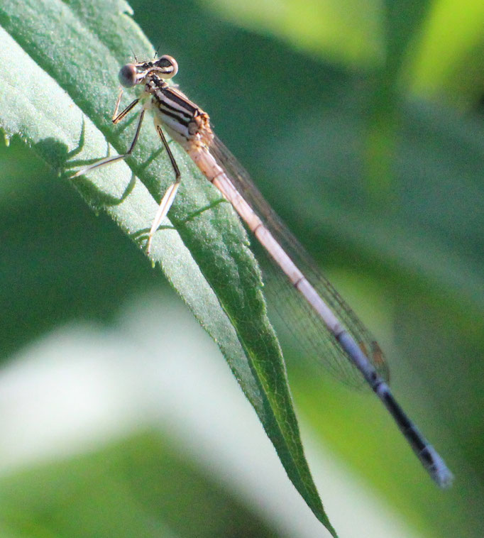 Weiße_Federlibelle (Platycnemis latipes), Rote Liste Status: 10 noch nicht bestimmt, Bild Nr.580, Aufnahme von N.E. (3.6.2018)