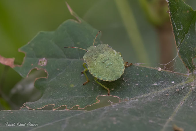 Grüne Stinkwanze (Palomena prasina), Nymphe,  RoteListe: 10 noch nicht bestimmt, Bild Nr.809, Bild v. Frank Glaser (5.9.2025)