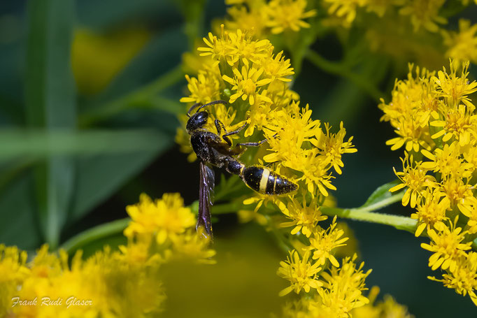 Solitäre Faltenwespe (Discoelius zonalis), RoteListe: 3 gefährdet, Bild Nr.807, Bild v. Frank Glaser (10.8.2025)