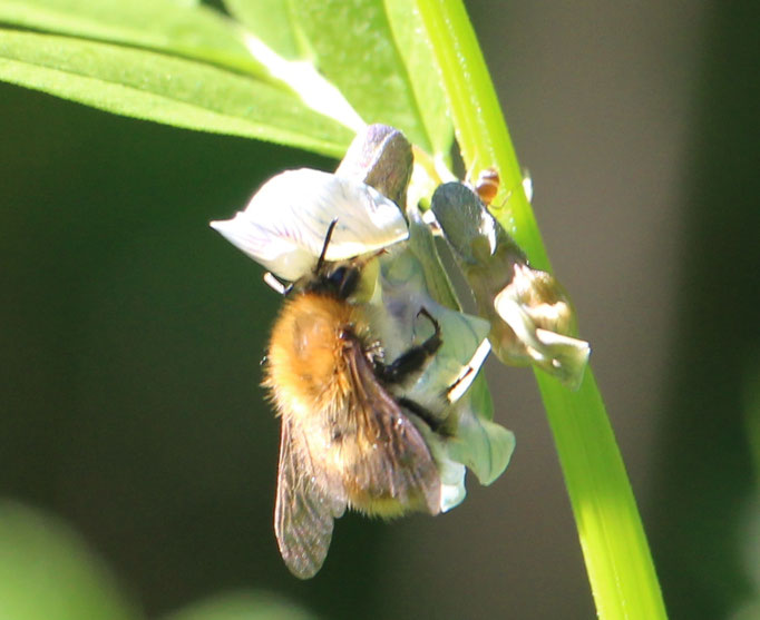 Ackerhummel (Bombus pascuorum), Rote Liste Status: 8 nicht gefährdet, Bild Nr.589, Aufnahme von N.E. (21.5.2018)