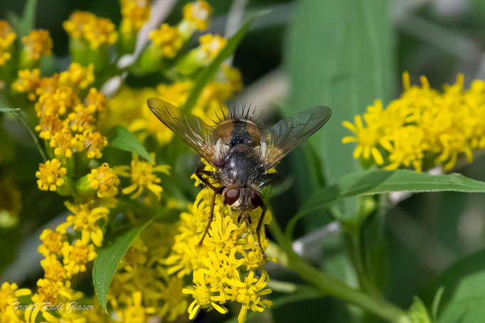 Igelfliege (Tachina fera), RoteListe: 10 noch nicht bestimmt, Bild Nr.810, Bild v. Frank Glaser (5.9.2025)