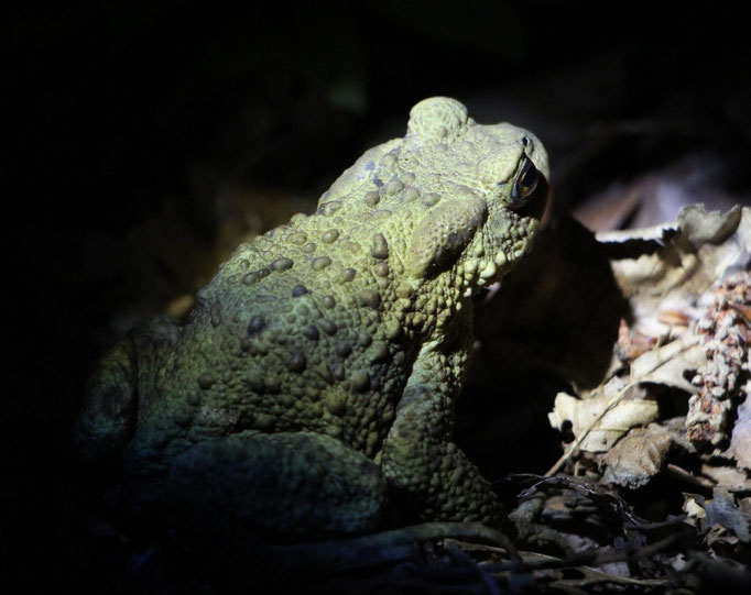 Erdkröte (Bufo bufo-Komplex), Rote Liste Status: 10 noch nicht bestimmt, Bild Nr.93, Aufnahme von Nikolaus Eberhardt (11.6.2015)