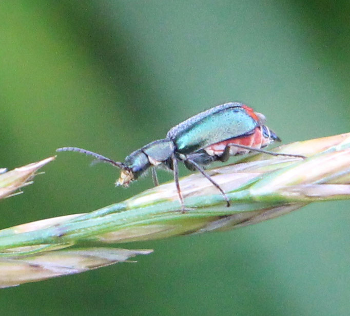 Zweifleckiger Zipfelkäfer (Malachius bipustulatus), Rote Liste Status: 10 noch nicht bestimmt, Bild Nr.633, Aufnahme von Nick E. (23.6.2019)