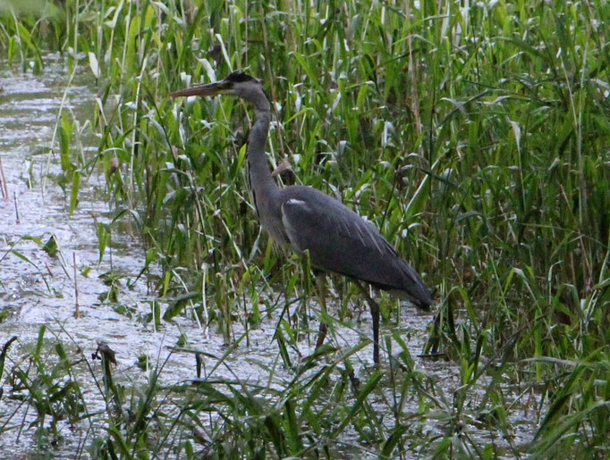 Graureiher (Ardea cinerea), Rote Liste Status: 8 nicht gefährdet, Bild Nr.275, Aufnahme von Nikolaus Eberhardt (23.5.2016)