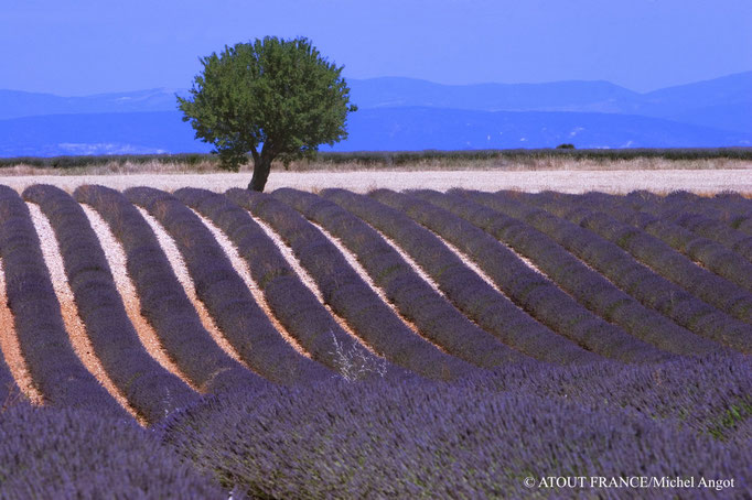 Lavendelfelder Provence