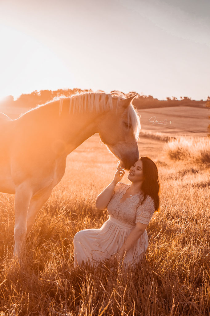 Haflinger Pferdefotografie