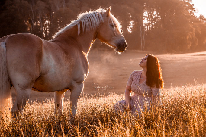 Haflinger Nebel