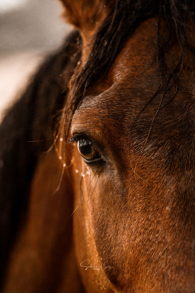 Regenshooting mit Pferd