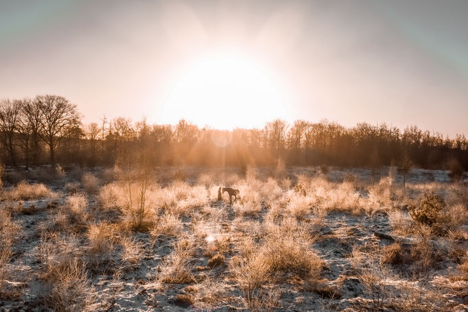 Sonnenaufgang Pferdebild