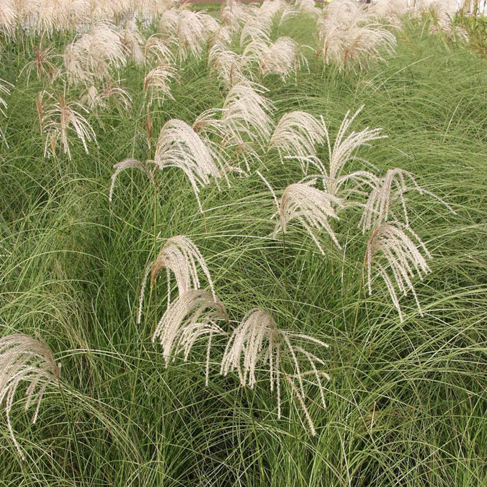 Мискантус китайский грациозный  'Gracillimus Miscanthus sinensis 'Gracillimus