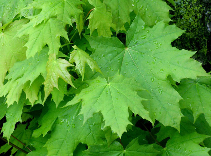 КЛЕН ОСТРОЛИСТНЫЙ - ACER PLATANOIDES