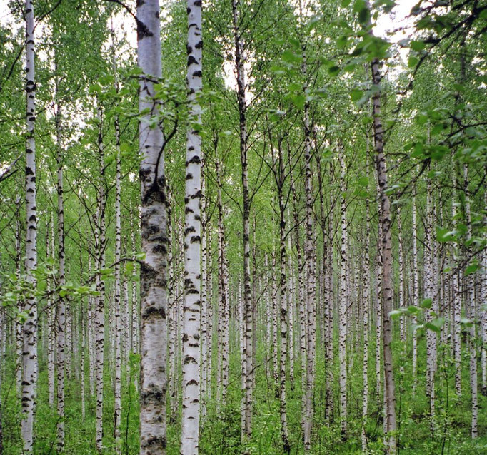  Береза бородавчатая - Betula verrucosa 