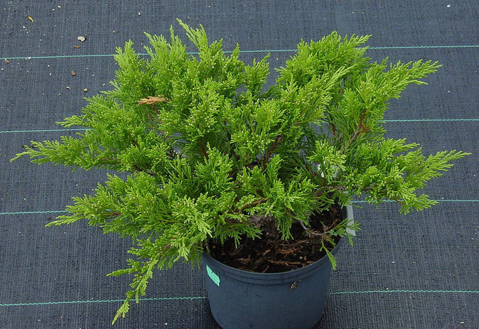 Juniperus sabina Rockery Gem Можжевельник казацкий