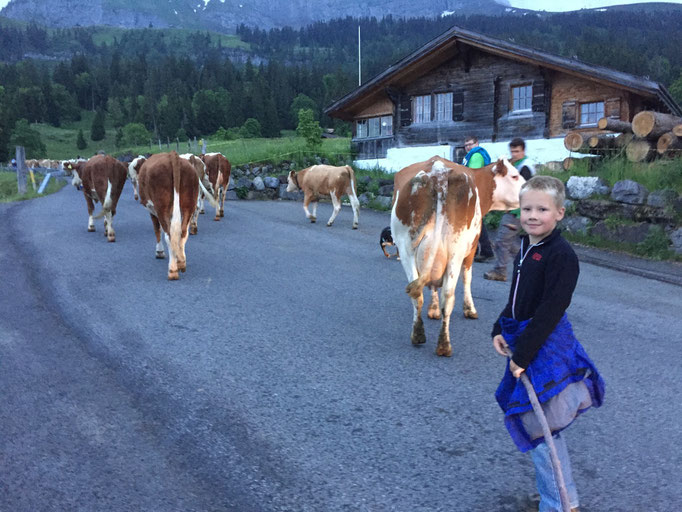 Lars beim Alpaufzug