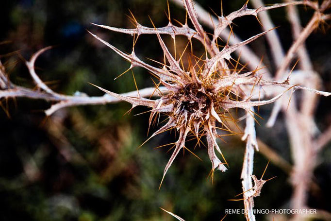 Flora de Galera - Cardo "Abreojos" - Foto: R. Domingo
