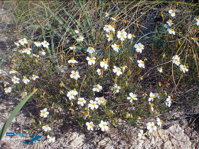 Flora de Galera - Margaritas silvestres - Foto: @venagalera